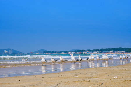 Fresh summer blue sky, sandy beaches and seagullsの写真素材