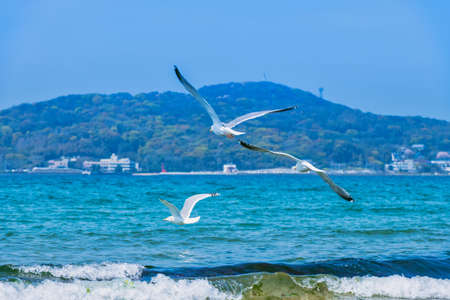 Fresh summer blue sky, sandy beaches and seagullsの写真素材