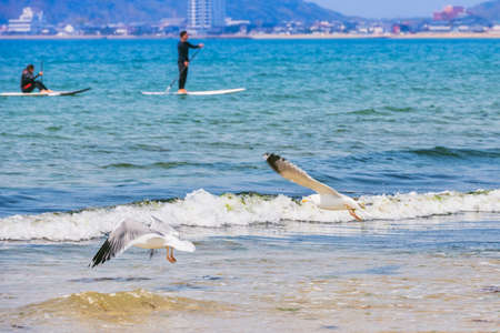 Fresh summer blue sky, sandy beaches and seagullsの写真素材