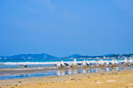 Fresh summer blue sky, sandy beaches and seagullsの写真素材
