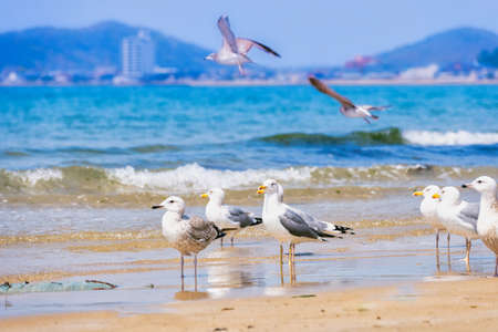 Fresh summer blue sky, sandy beaches and seagullsの写真素材