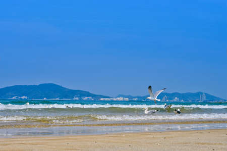 Fresh summer blue sky, sandy beaches and seagullsの写真素材