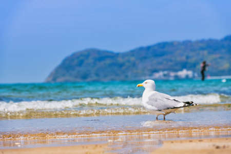 Fresh summer blue sky, sandy beaches and seagullsの写真素材