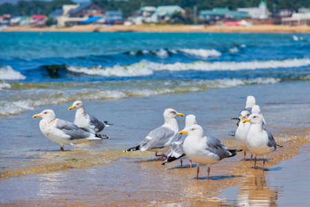 Fresh summer blue sky, sandy beaches and seagullsの写真素材