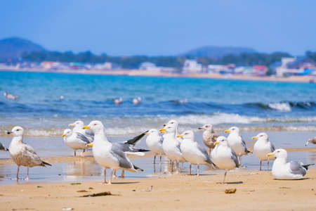 Fresh summer blue sky, sandy beaches and seagullsの写真素材