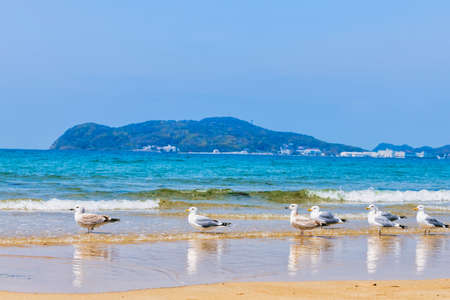 Fresh summer blue sky, sandy beaches and seagullsの写真素材