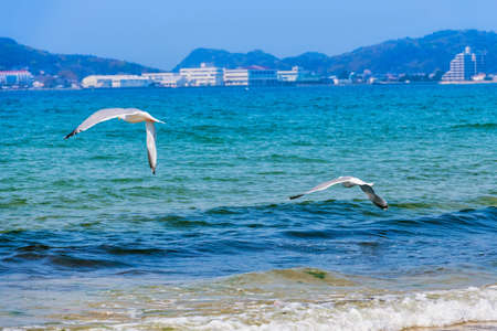 Fresh summer blue sky, sandy beaches and seagullsの写真素材