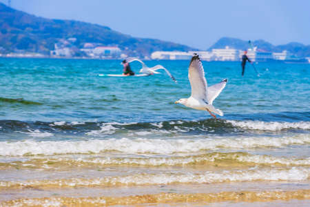 Fresh summer blue sky, sandy beaches and seagullsの写真素材