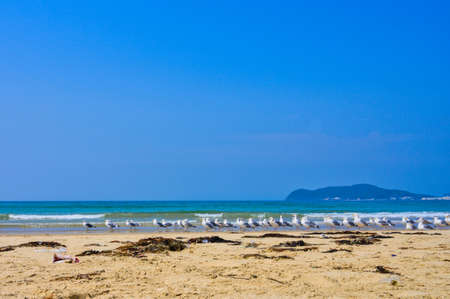 Fresh summer blue sky, sandy beaches and seagullsの写真素材