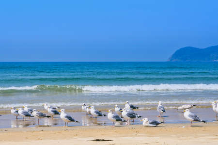 Fresh summer blue sky, sandy beaches and seagullsの写真素材