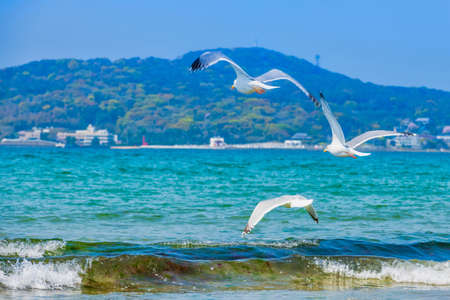 Fresh summer blue sky, sandy beaches and seagullsの写真素材