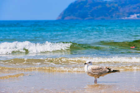 Fresh summer blue sky, sandy beaches and seagullsの写真素材