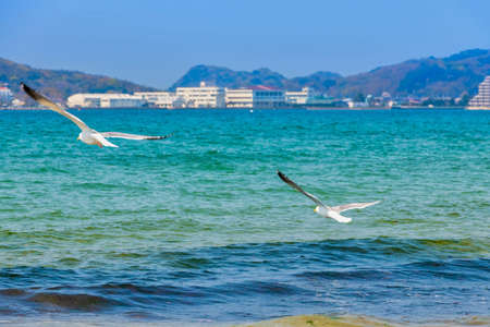 Fresh summer blue sky, sandy beaches and seagullsの写真素材