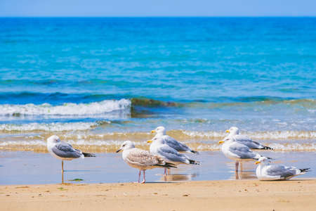 Fresh summer blue sky, sandy beaches and seagullsの写真素材