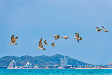 Fresh summer blue sky, sandy beaches and seagullsの写真素材