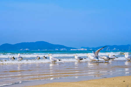 Fresh summer blue sky, sandy beaches and seagullsの写真素材
