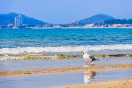 Fresh summer blue sky, sandy beaches and seagullsの写真素材