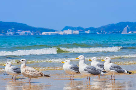 Fresh summer blue sky, sandy beaches and seagullsの写真素材
