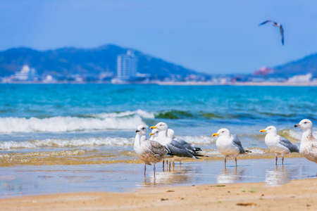 Fresh summer blue sky, sandy beaches and seagullsの写真素材