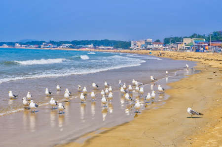 Fresh summer blue sky, sandy beaches and seagullsの写真素材