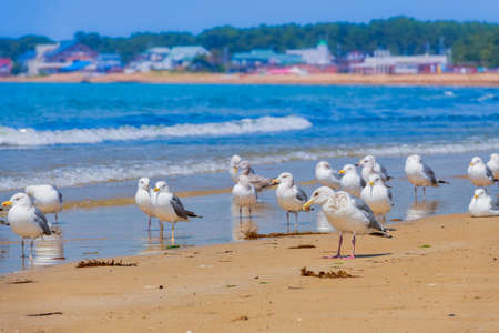 Fresh summer blue sky, sandy beaches and seagullsの写真素材