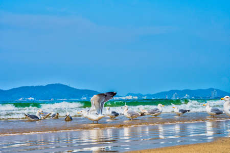 Fresh summer blue sky, sandy beaches and seagullsの写真素材