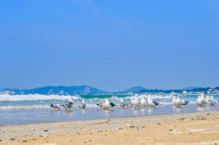 Fresh summer blue sky, sandy beaches and seagullsの写真素材