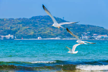 Fresh summer blue sky, sandy beaches and seagullsの写真素材