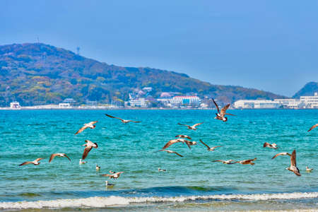Fresh summer blue sky, sandy beaches and seagullsの写真素材