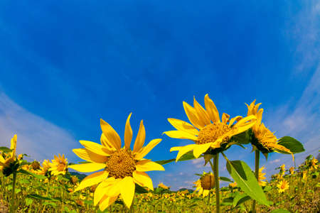 A wonderful sunflower field in the blue sky of summerの写真素材