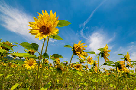 A wonderful sunflower field in the blue sky of summerの写真素材