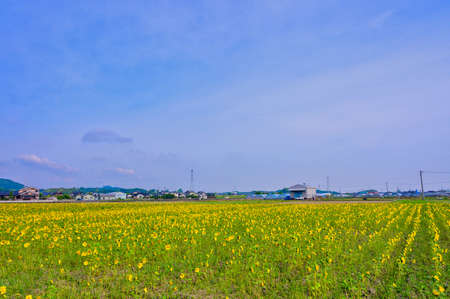 A wonderful sunflower field in the blue sky of summerの写真素材