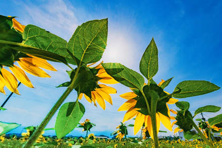 A wonderful sunflower field in the blue sky of summerの写真素材
