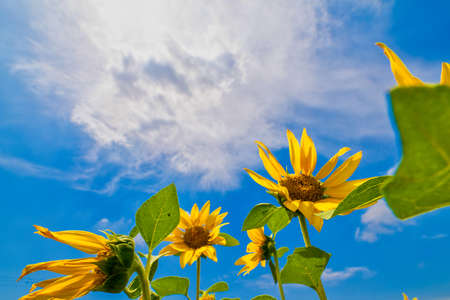 A wonderful sunflower field in the blue sky of summerの写真素材