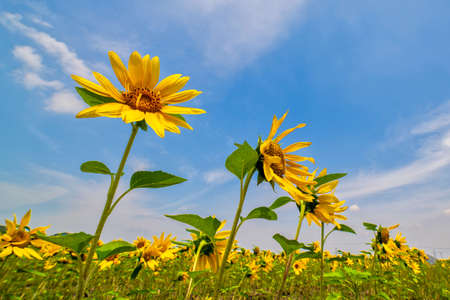A wonderful sunflower field in the blue sky of summerの写真素材