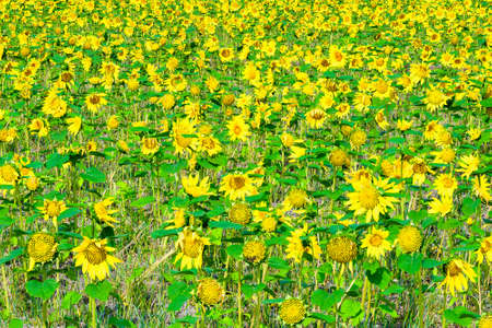 A beautiful sunflower field in summerの写真素材