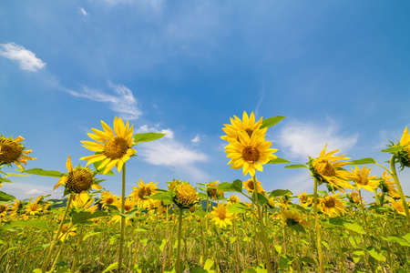 A wonderful sunflower field in the blue sky of summerの写真素材