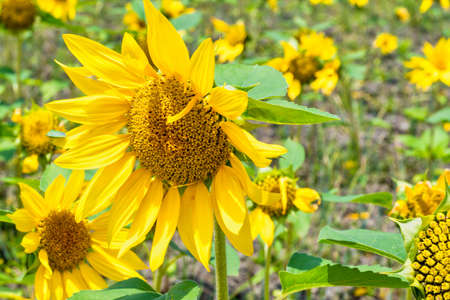 A beautiful sunflower field in summerの写真素材