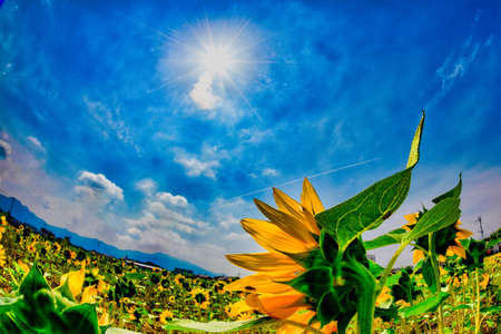 A wonderful sunflower field in the blue sky of summerの写真素材