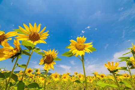 A wonderful sunflower field in the blue sky of summerの写真素材