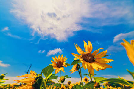 A wonderful sunflower field in the blue sky of summerの写真素材