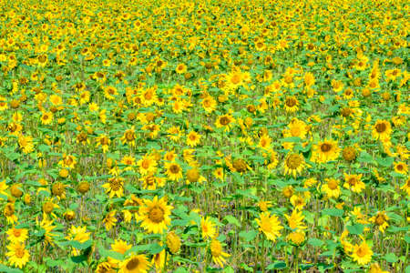 A beautiful sunflower field in summerの写真素材