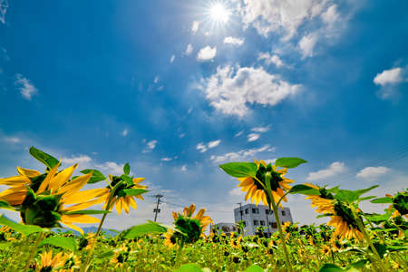A wonderful sunflower field in the blue sky of summerの写真素材