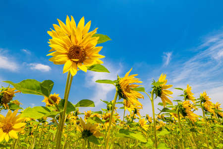 A wonderful sunflower field in the blue sky of summerの写真素材