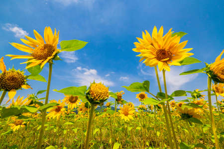 A wonderful sunflower field in the blue sky of summerの写真素材