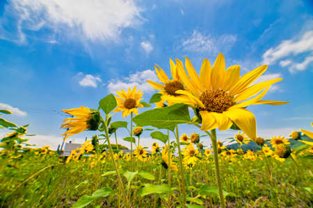 A wonderful sunflower field in the blue sky of summerの写真素材