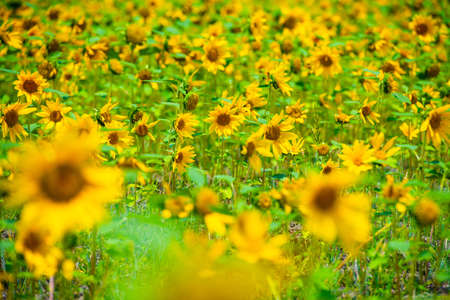 A beautiful sunflower field in summerの写真素材