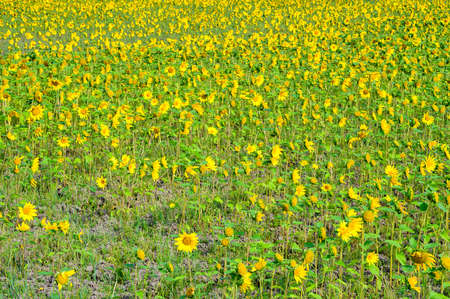 A beautiful sunflower field in summerの写真素材