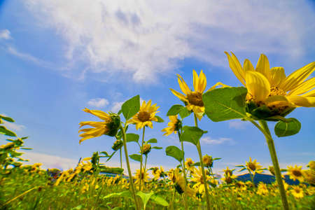 A wonderful sunflower field in the blue sky of summerの写真素材