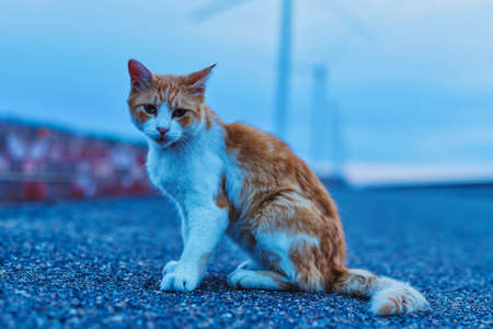 A cat relaxing in the park at duskの写真素材